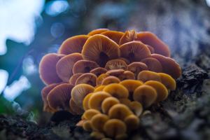 Mushroom burial suit