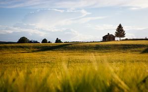 Natural burial